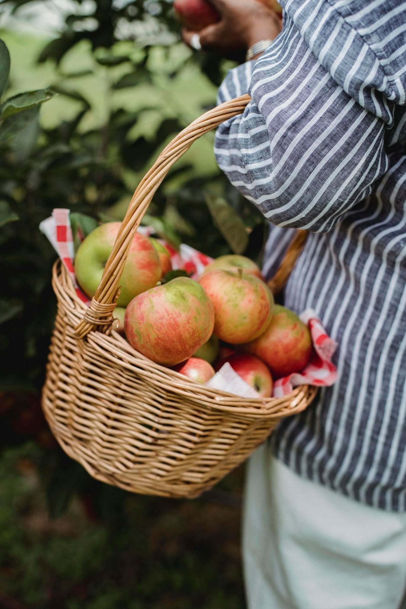 Woman collecting apples in orchard during harvest season